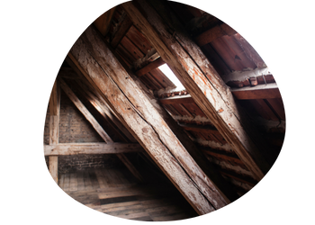 Attic Mold Removal Near Me