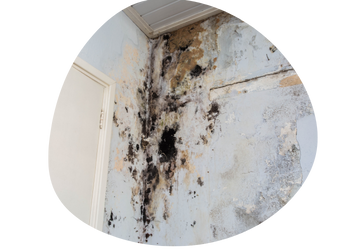 Mold Damage Repair Near Me