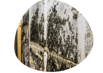 Mold Remediation Near Me